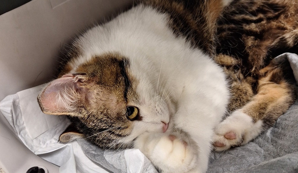 MAČKE - Prostovoljci pomagajo mačkam najti dom