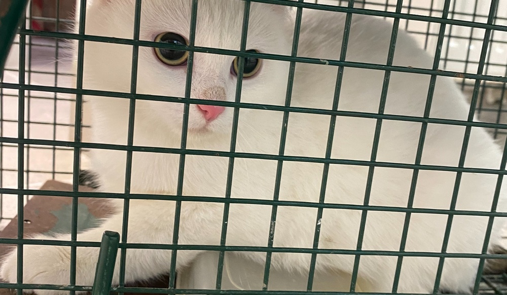 MAČKE - brezplačna sterilizacija in kastracija za manj zapuščenih mačk