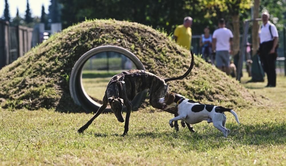 Motorični park, s zagrajenim delom za pse in mize s šahovskim poljem