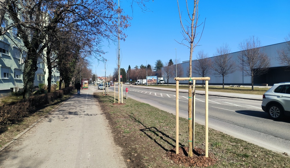Ozelenitev ulice na Taboru